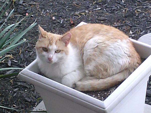 Little Boy, Feral Kitty, Waiting For Dinner.