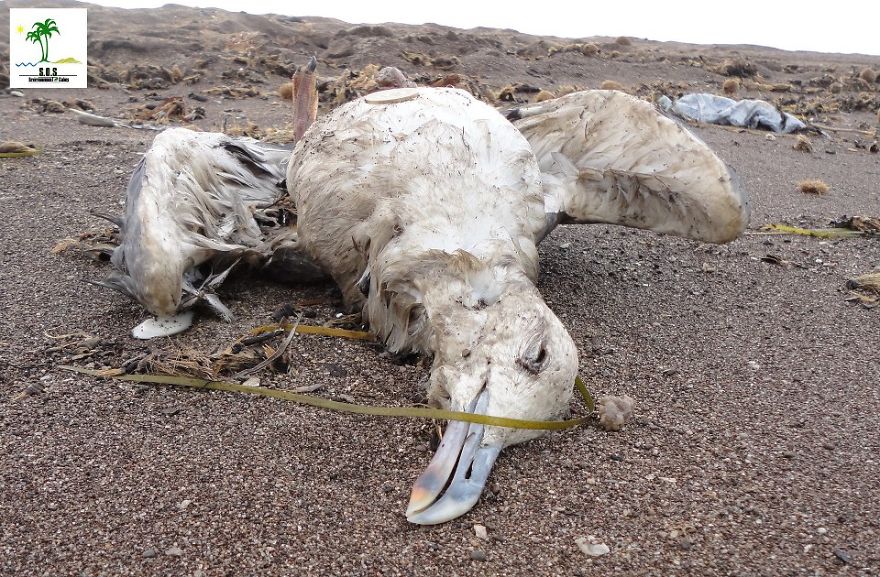 The Tunisian Chemical Group Ecocide In Gabes (tunisia)