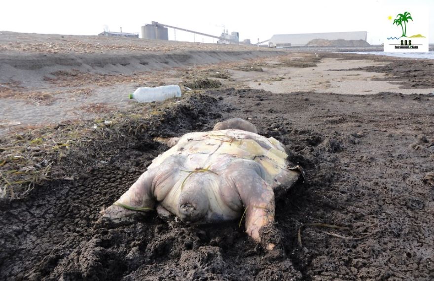 The Tunisian Chemical Group Ecocide In Gabes (tunisia)