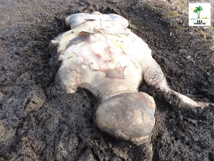 The Tunisian Chemical Group Ecocide In Gabes (tunisia)