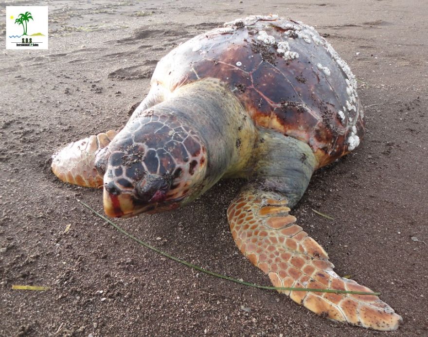The Tunisian Chemical Group Ecocide In Gabes (tunisia)