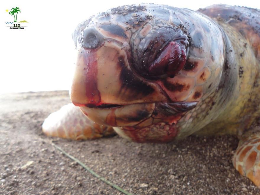 The Tunisian Chemical Group Ecocide In Gabes (tunisia)