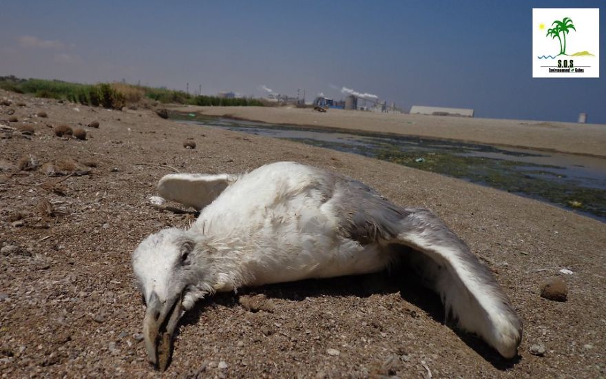 The Tunisian Chemical Group Ecocide In Gabes (tunisia)