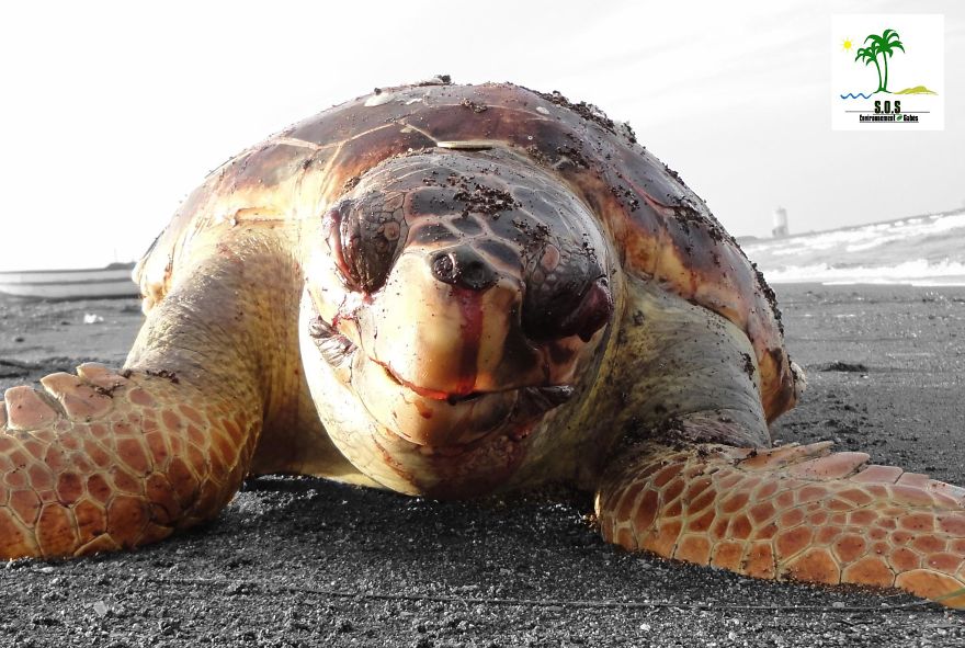 The Tunisian Chemical Group Ecocide In Gabes (tunisia)