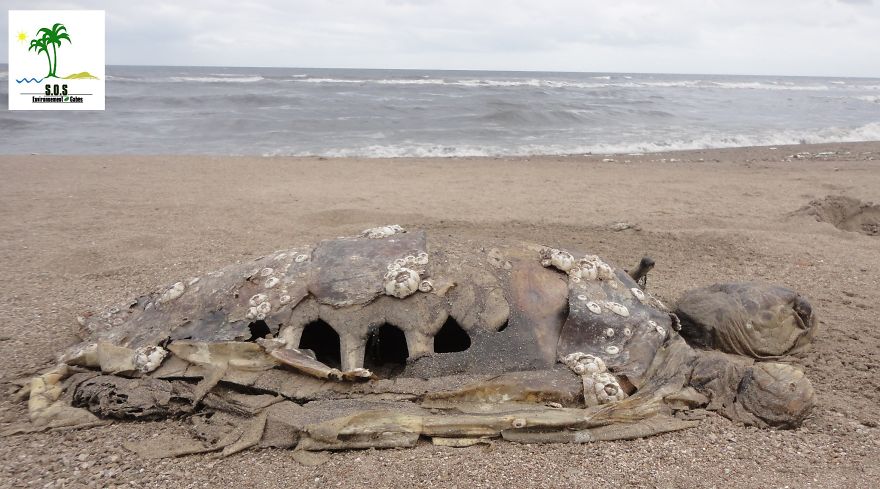 The Tunisian Chemical Group Ecocide In Gabes (tunisia)