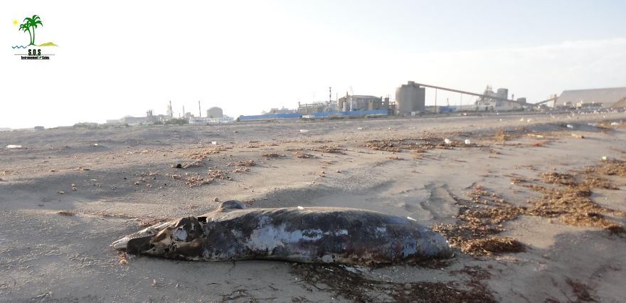 The Tunisian Chemical Group Ecocide In Gabes (tunisia)