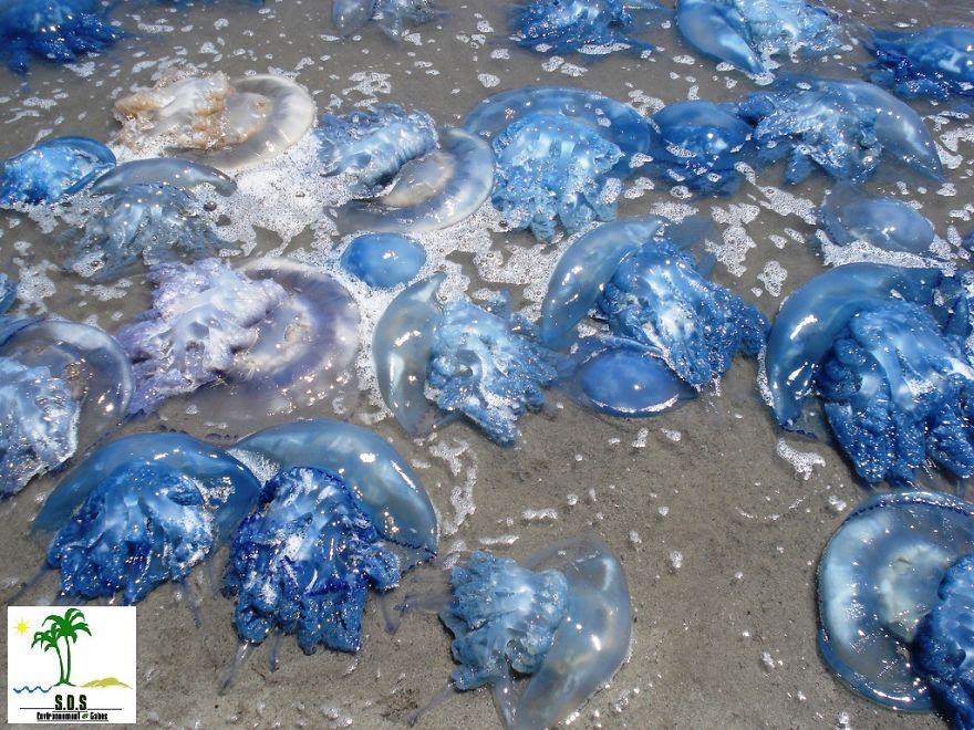 The Tunisian Chemical Group Ecocide In Gabes (tunisia)