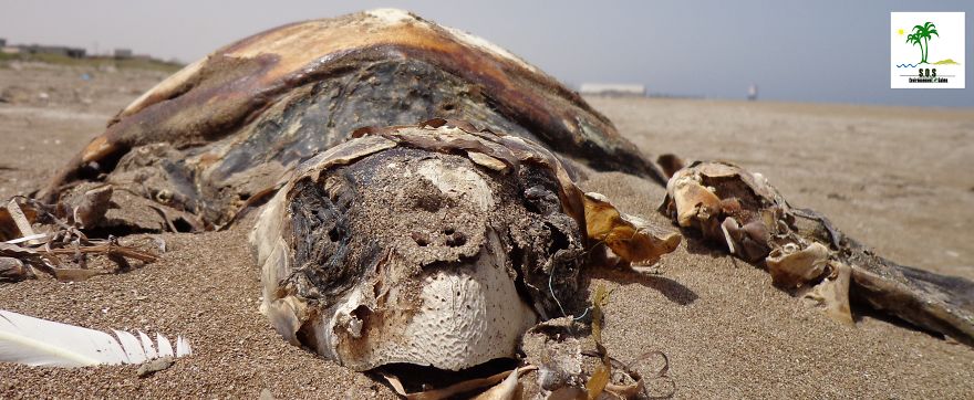 The Tunisian Chemical Group Ecocide In Gabes (tunisia)