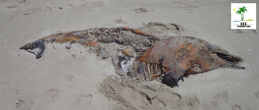 The Tunisian Chemical Group Ecocide In Gabes (tunisia)