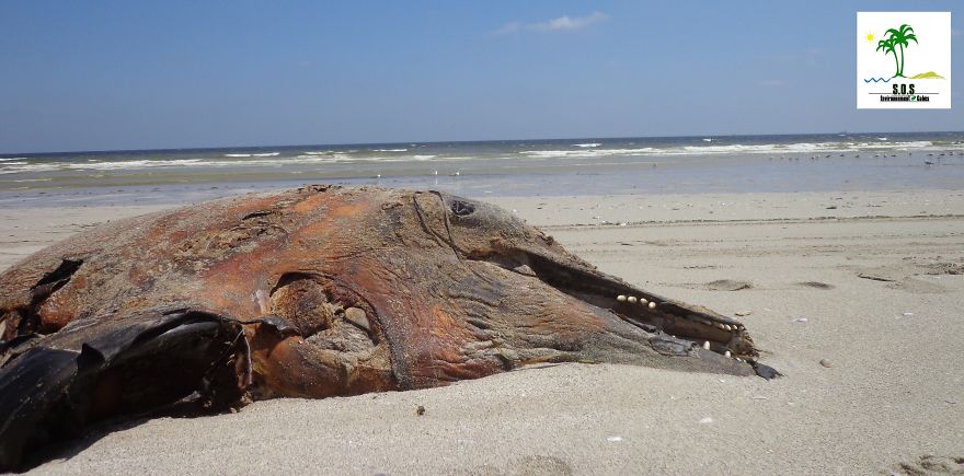 The Tunisian Chemical Group Ecocide In Gabes (tunisia)