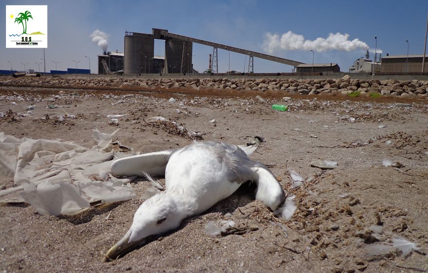 The Tunisian Chemical Group Ecocide In Gabes (tunisia)