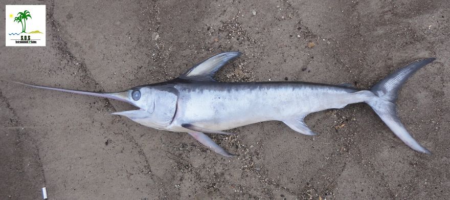 The Tunisian Chemical Group Ecocide In Gabes (tunisia)