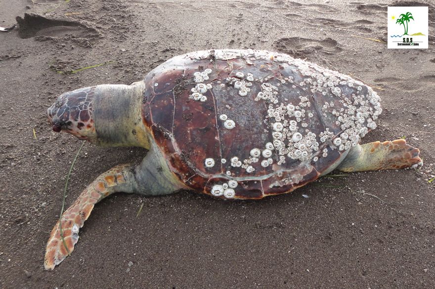 The Tunisian Chemical Group Ecocide In Gabes (tunisia)