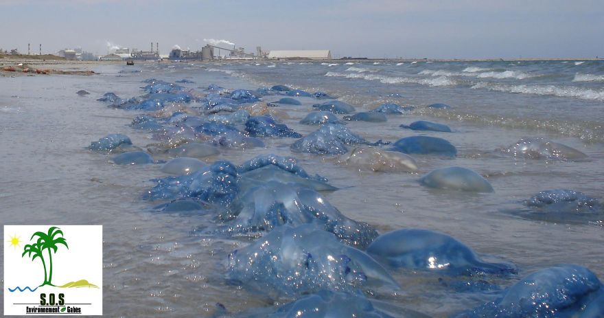 The Tunisian Chemical Group Ecocide In Gabes (tunisia)