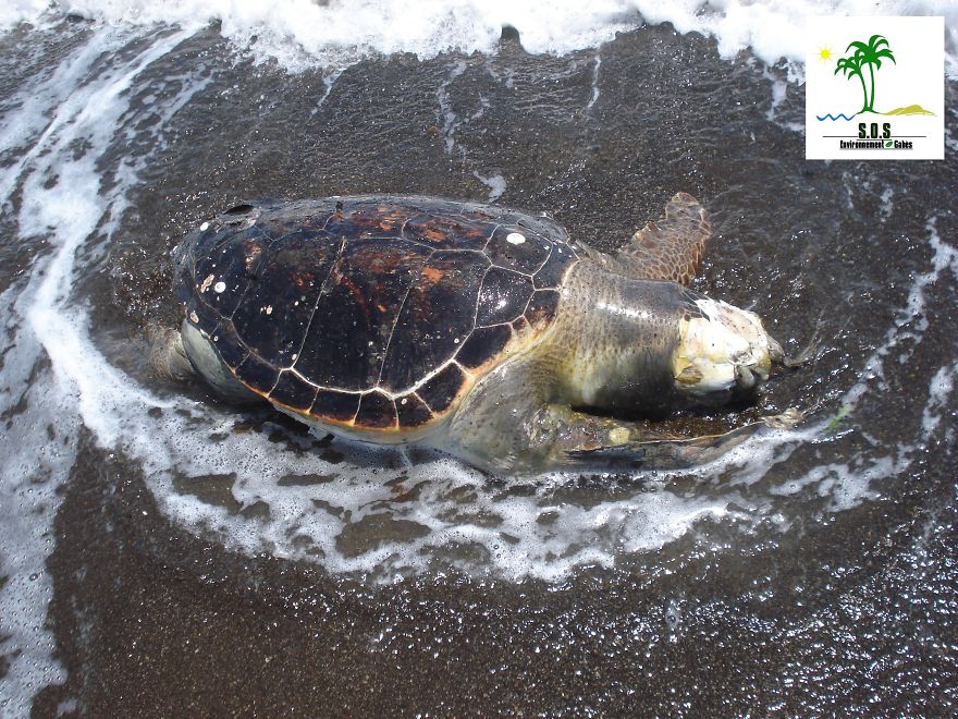The Tunisian Chemical Group Ecocide In Gabes (tunisia)