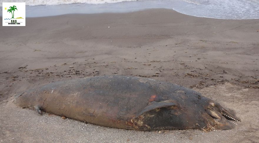 The Tunisian Chemical Group Ecocide In Gabes (tunisia)