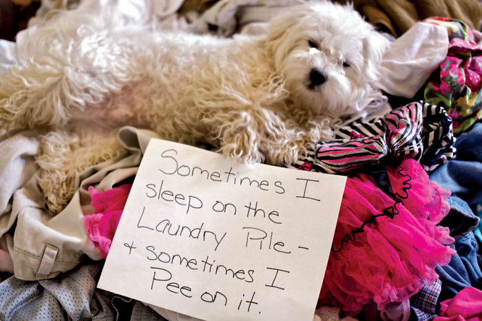 10 Ultimate Dog Shaming Pictures
