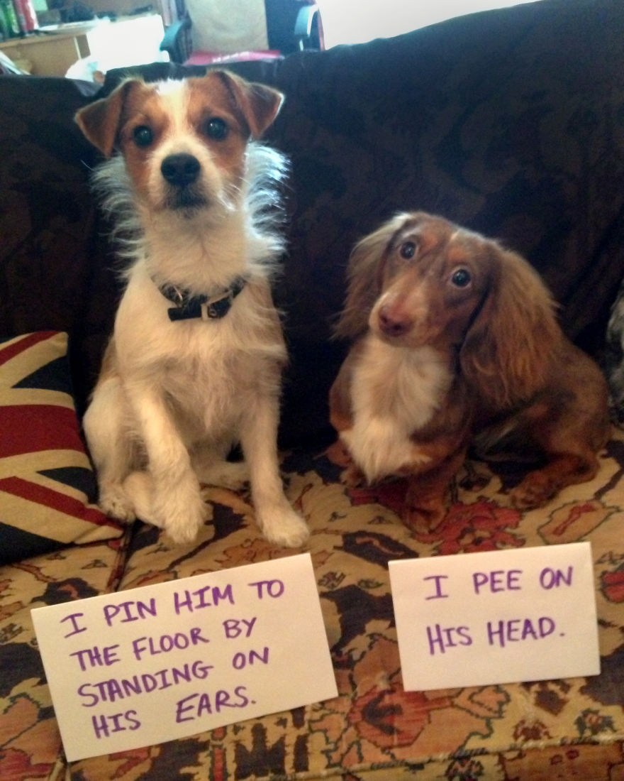 10 Ultimate Dog Shaming Pictures