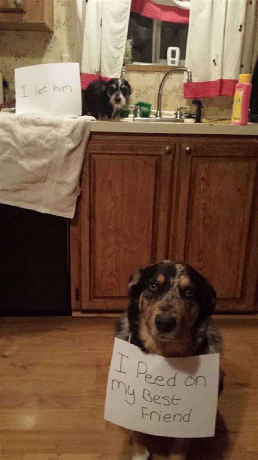 10 Ultimate Dog Shaming Pictures