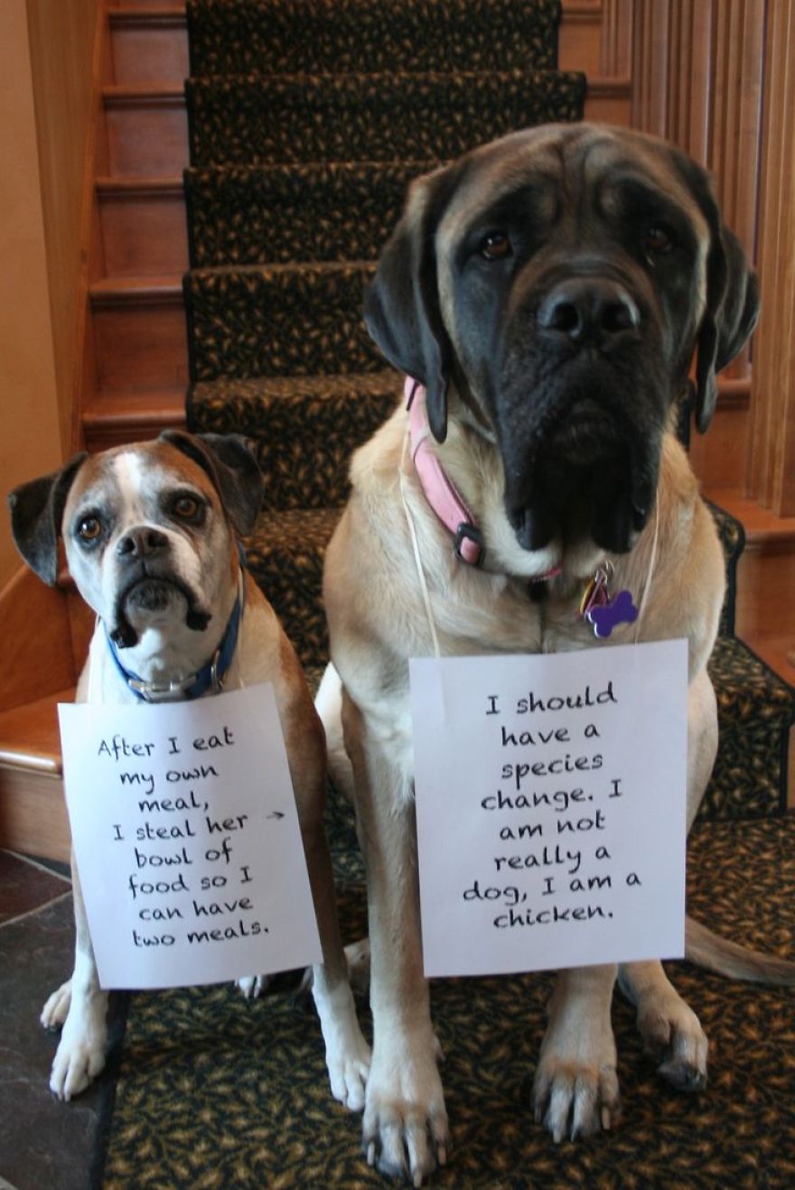 10 Ultimate Dog Shaming Pictures