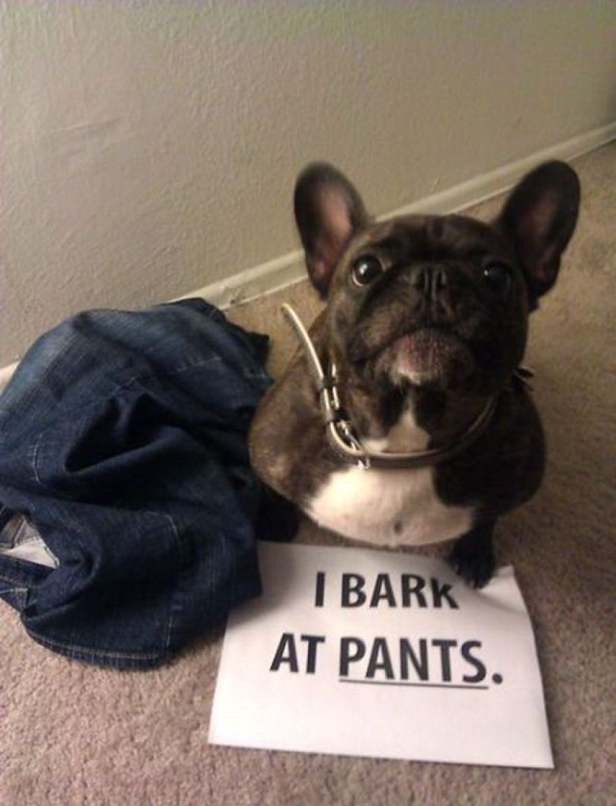 10 Ultimate Dog Shaming Pictures