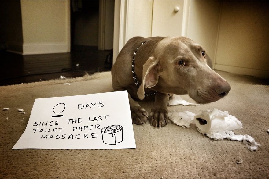 10 Ultimate Dog Shaming Pictures