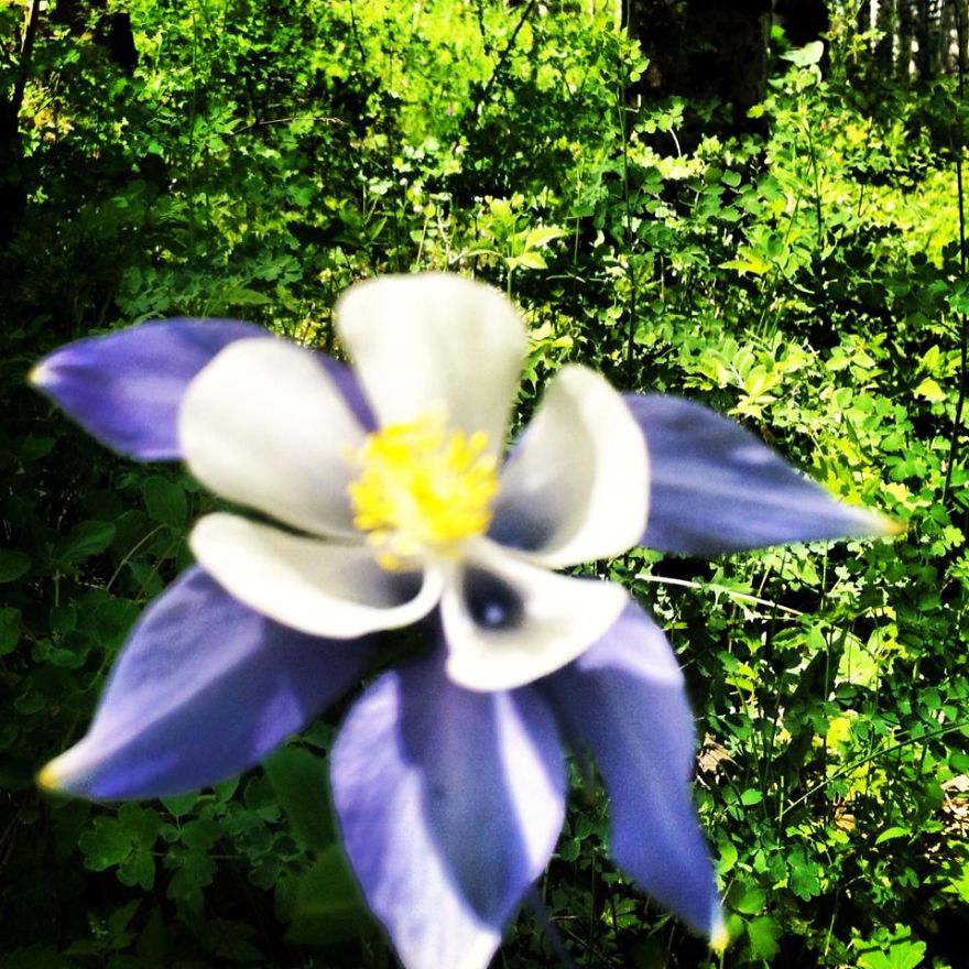 Colorado Columbine