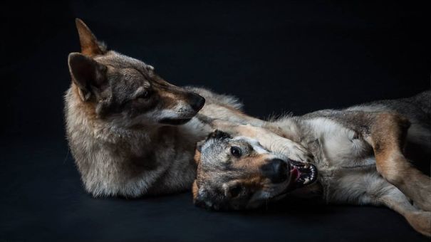 Daytona And Doreen Cuddling