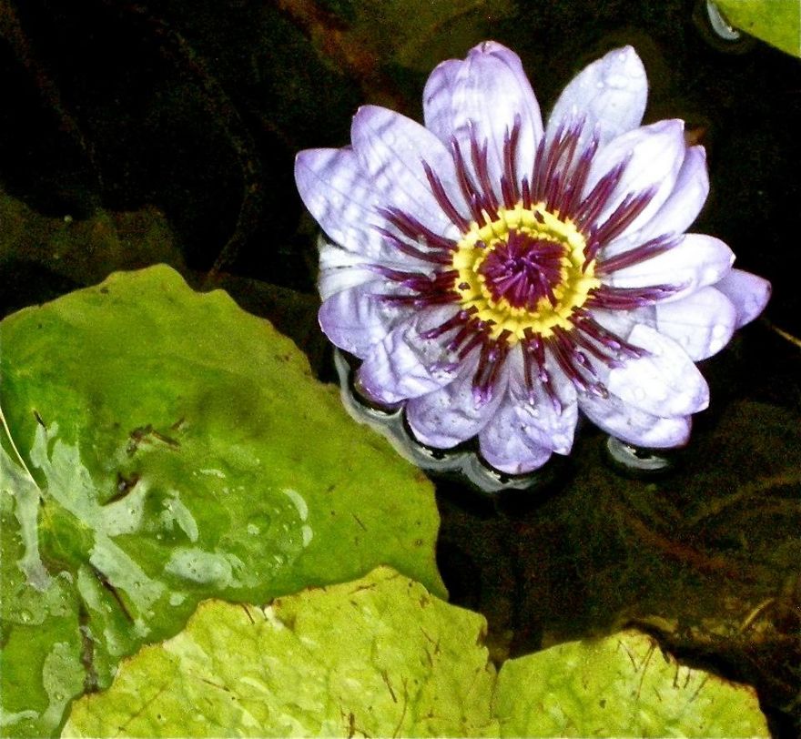 Water Lily, Shot At Gutty Meusium.