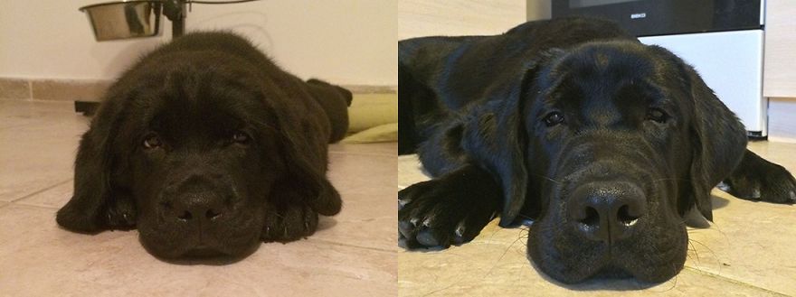 Oscar, 6 Months Later