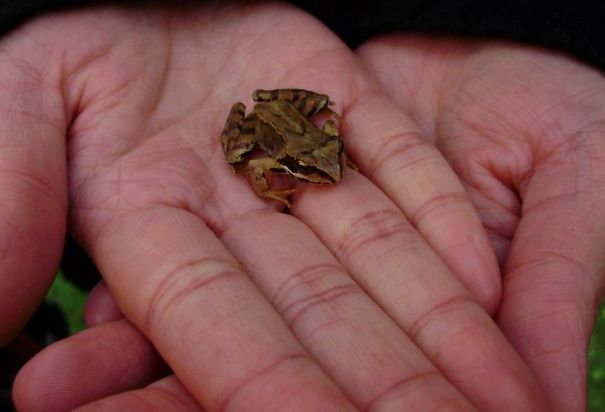 Tiny Frog