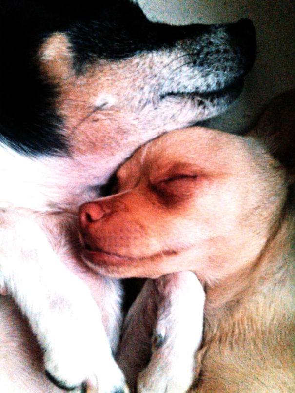 Lilly & Pluto (rest In Peace, Lilly)