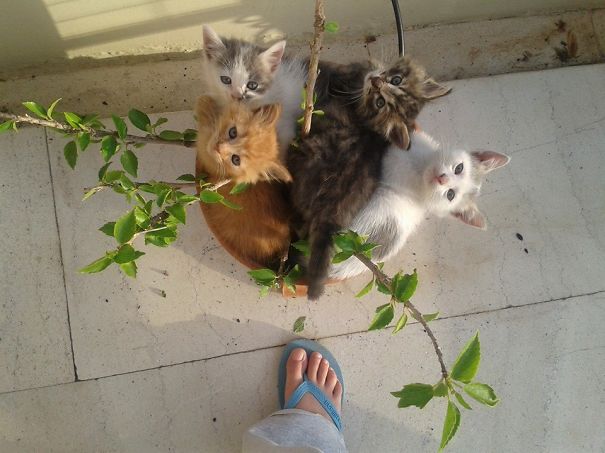 The Very Rare Cat-pot From Greece