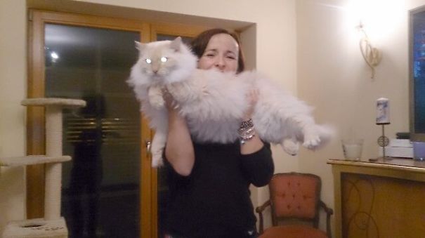 Balthazar - 8 Kg. Ragdoll