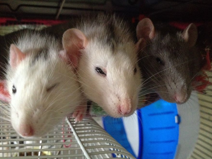 There Were Three In The Bed And The Little One Said....