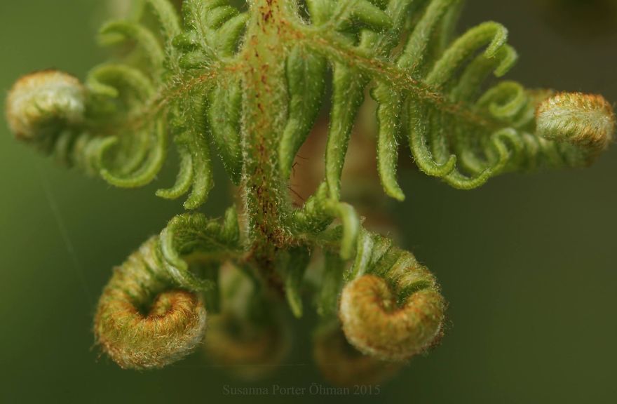 Detail Of A Fern