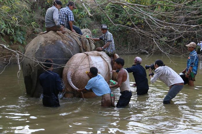 ႊwild Elephant Catching In Myanmar. This Photographer Name Is Ko Myo.