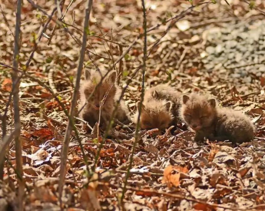 Father And Daughter Find Baby Foxes In Their Backyard