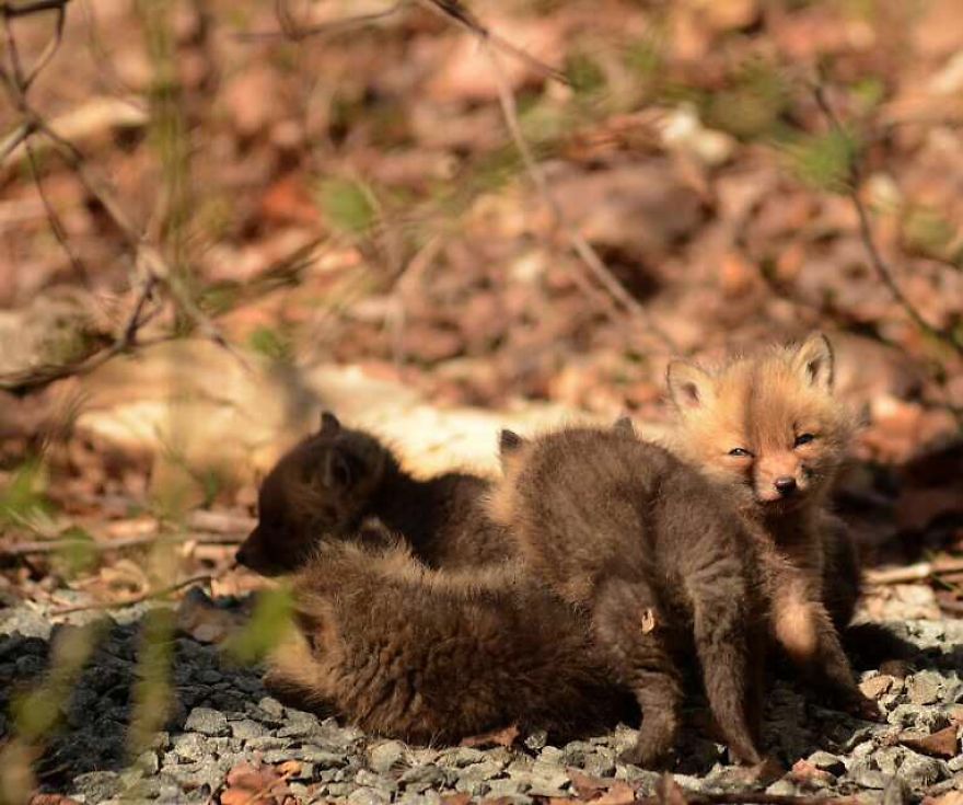 Father And Daughter Find Baby Foxes In Their Backyard