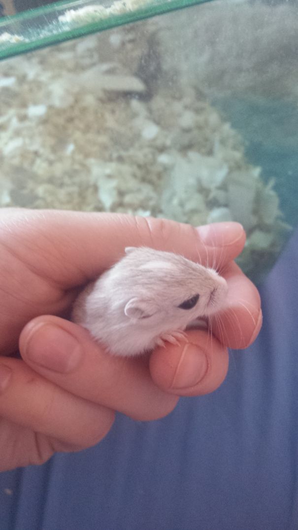 Gerbil Pup