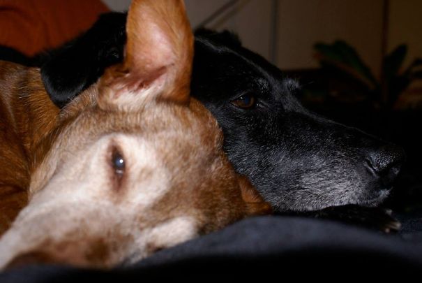 Together In Heaven Doggie Now... Rip Suki & Hyena