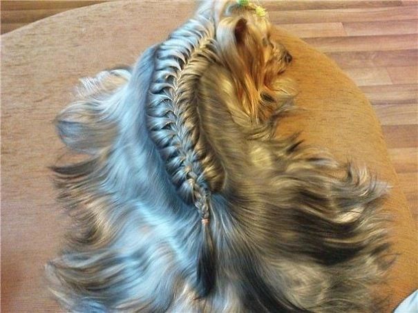 Doggy French Braid
