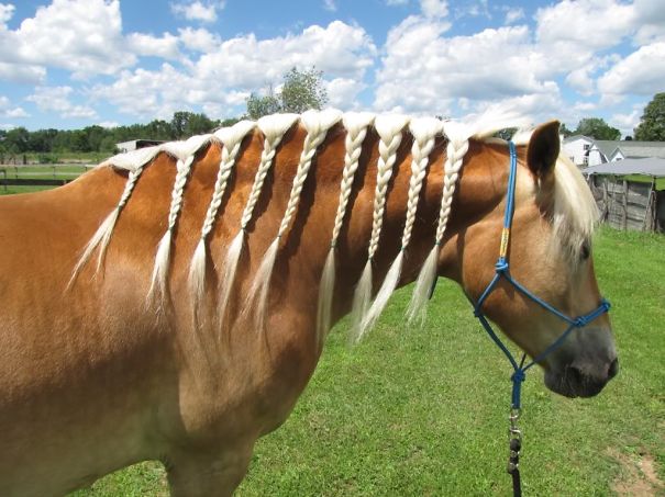 Horse Braid