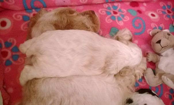 Mummy Is The Best Pillow.