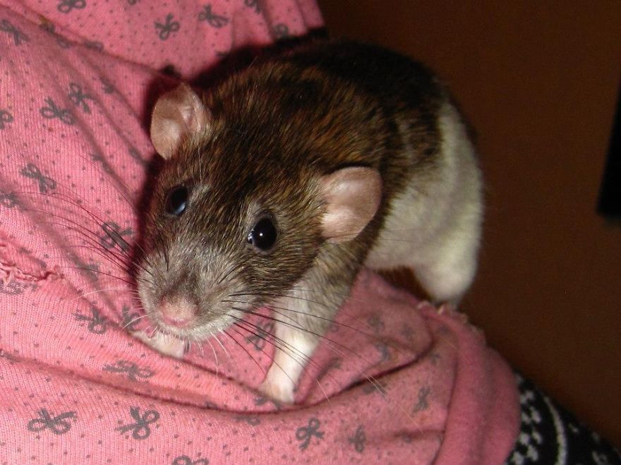 "my, What Big Ears You Have...."