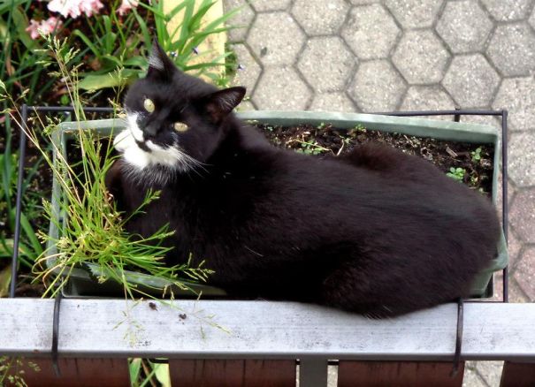 Kuba, My Beautiful Flower :3