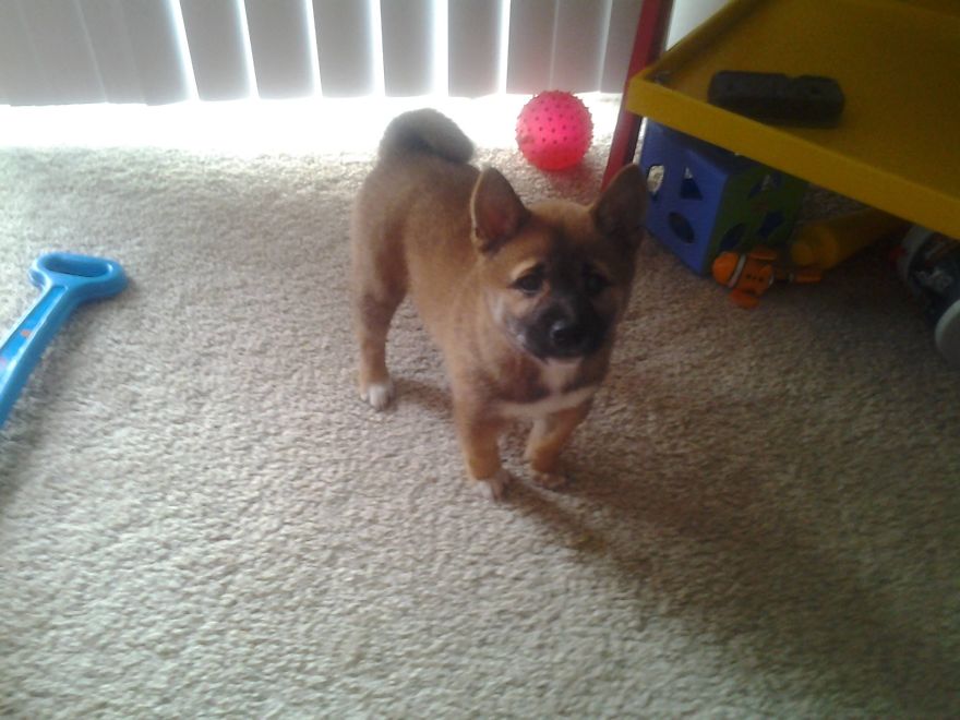 Loki The Shiba Inu 9 Weeks To 1 1/2 Years