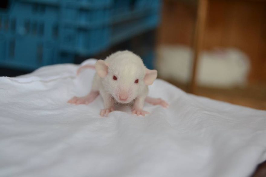 Ichi When She Was 3 Weeks Old