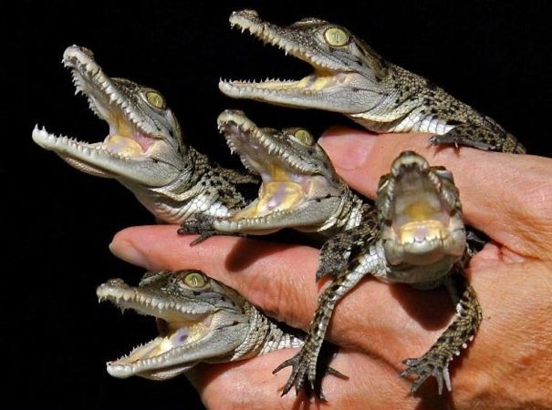 Crocobabies