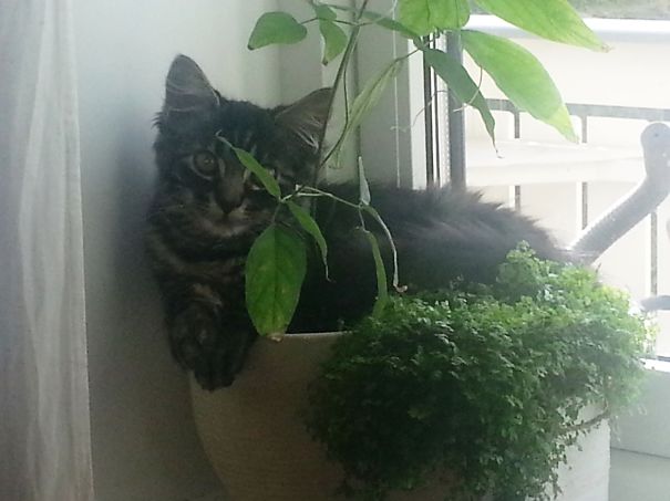 Here, We Grow Our Cats